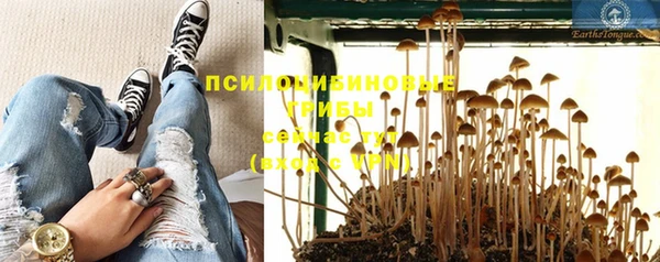 прущие грибы Каменногорск