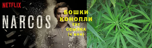 прущие грибы Каменногорск